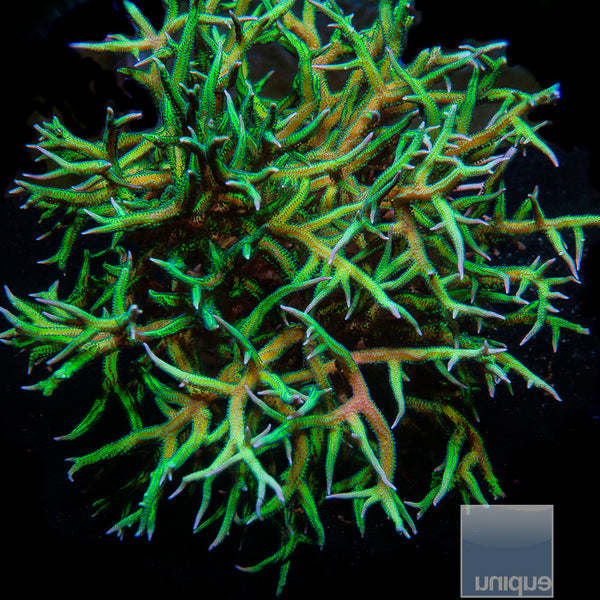 Coralꪔ̤̫ Unique Corals Screaming Birdsnest- Stock Frag – UniqueCorals