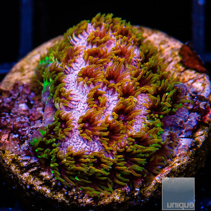 UC Skittles Bomb Cyphastrea-WYSIWYG