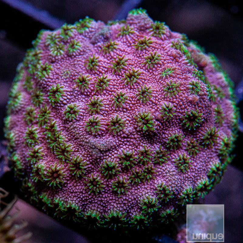 UC Skittles Bomb Cyphastrea-WYSIWYG