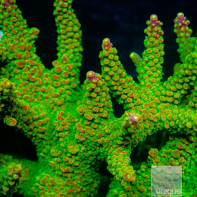 LATEST ARRIVALS Coral UniqueCorals – Tagged 