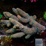 Unique Corals Solar Siren Spathulata