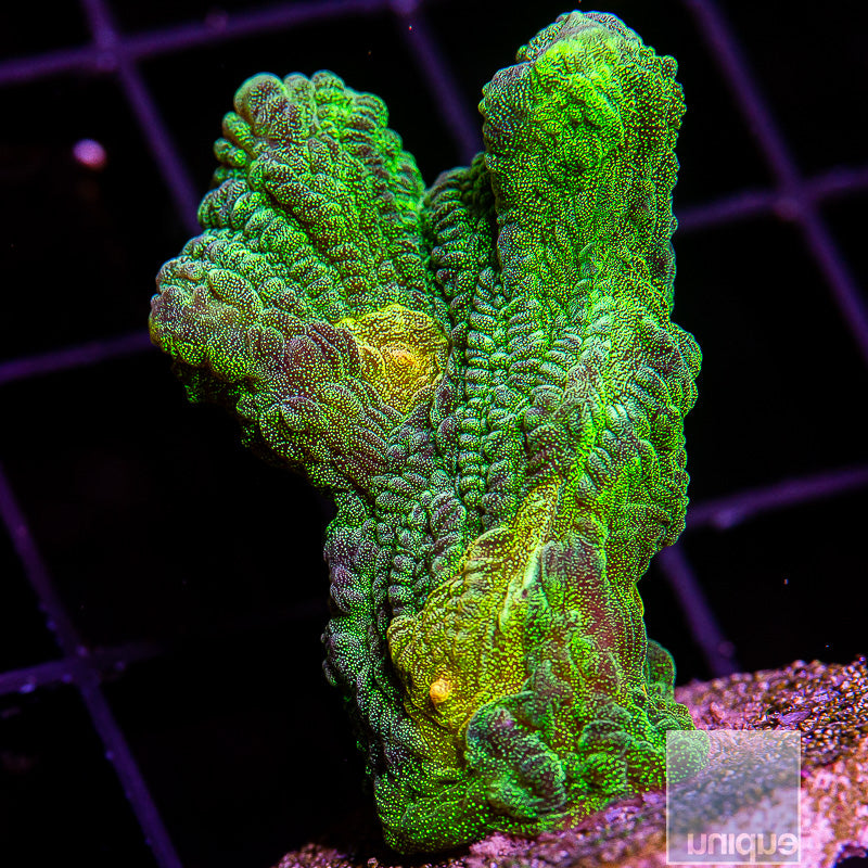 UC Space Invader Pectinia-WYSIWYG