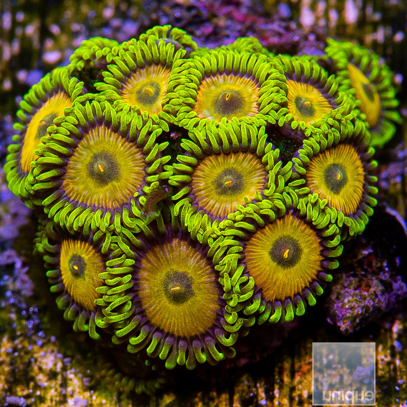 Unique Corals Sponge Bob Zoanthid-Stock
