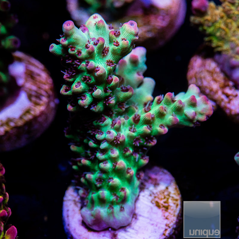 UC Strawberry Shortcake Chunky Frag-WYSIWYG