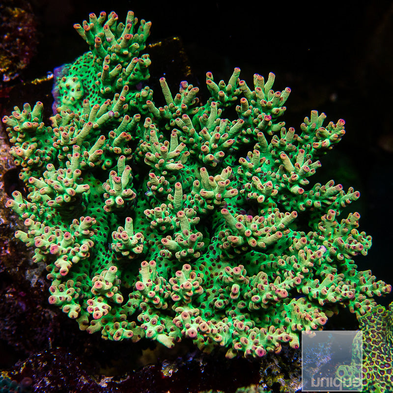 Unique Corals Strawberry Shortcake Acropora