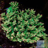 Unique Corals Strawberry Shortcake Acropora