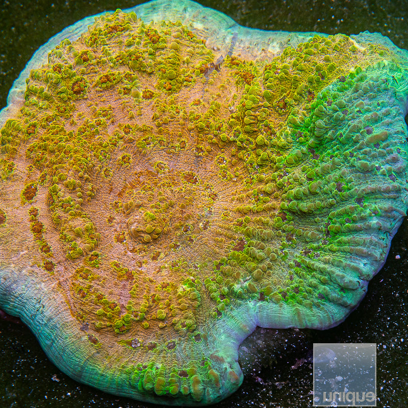 Unique Corals Sunburst Skies Chalice-Stock Frag