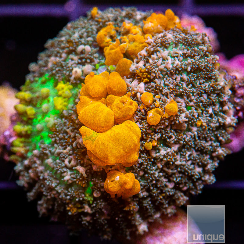 UC Sunkist Bounce Mushroom-WYSIWYG