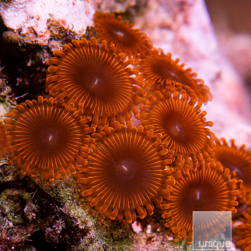 Unique Corals Tarantula Zoanthid-Stock