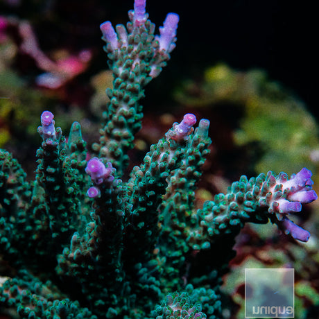 Unique Corals Teal Tip Staghorn