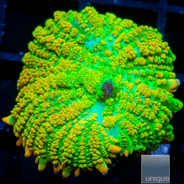 Rhodactis sp. UC Tequila Sunrise Mushroom 1.25"1.5" Stock Frag