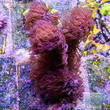 Unique Corals Thick Branch Fuzzy Gorgonian-Stock Frag