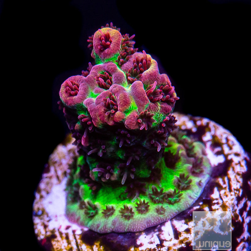 UC Tierra Del Fuego Acropora-WYSIWYG