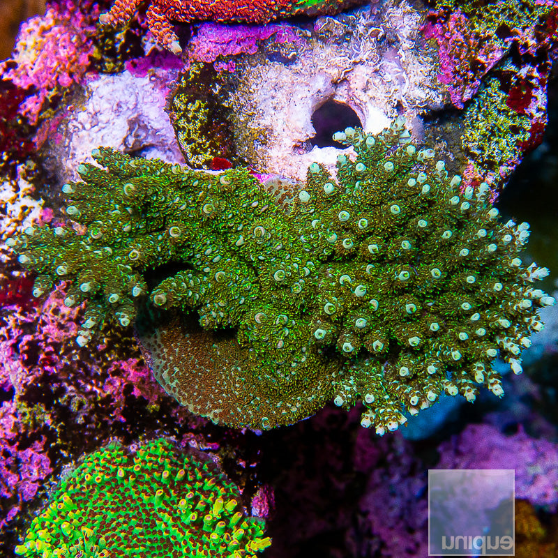 UC True Tabling Acropora