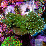UC True Tabling Acropora