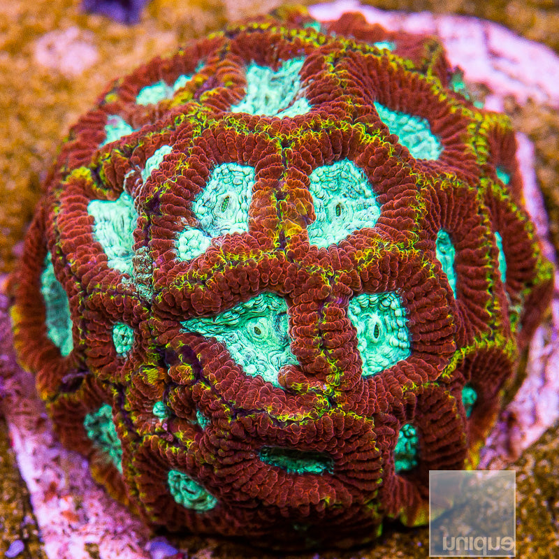 Unique Corals Ultron Favia-Stock