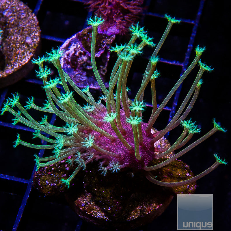 UC Weeping Willow Variant Toadstool-WYSIWYG