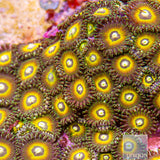 Unique Corals Yellow Starburst Zoanthid-Stock