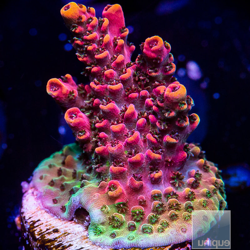 Unique Corals Rainbow Hyacinthus