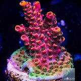 Unique Corals Rainbow Hyacinthus