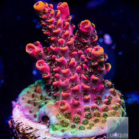 Unique Corals Rainbow Hyacinthus