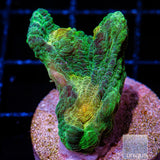 UC Space Invader Pectinia-Stock Frag