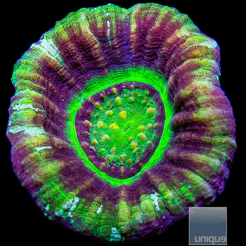 UFO Scolymia-WYSIWYG