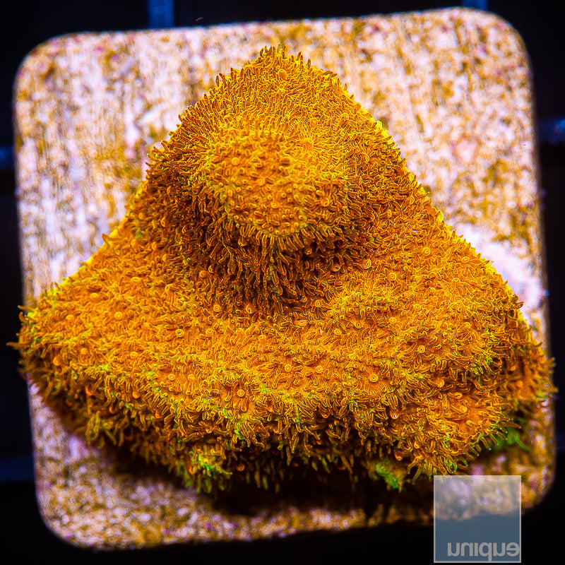 Leptastrea sp. Ultra Orange Leptastrea- WYSIWYG Frag LPS – UniqueCorals