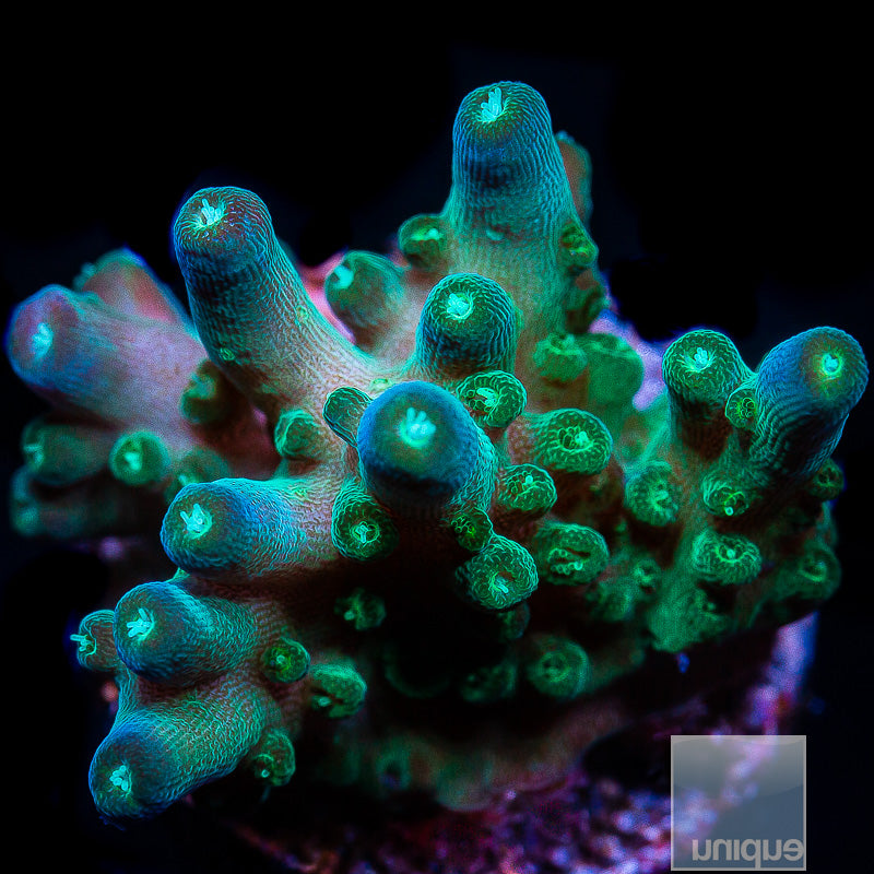 Acropora sp. Ultimate Efflo Acropora- WYSIWYG Frag SPS – UniqueCorals