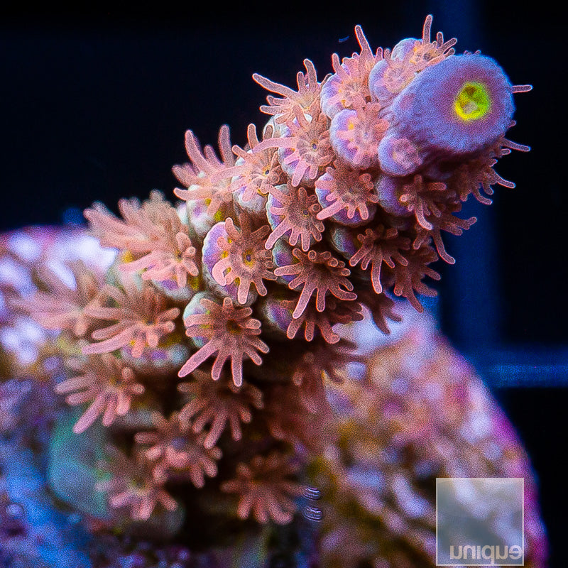 Coral - Bruma de Ambiente 50ml - Boles d'olor - Zahara Criptana