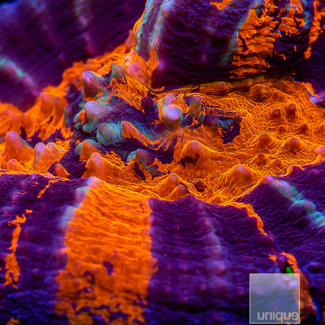 Ultra Warpaint Scolymia-WYSIWYG