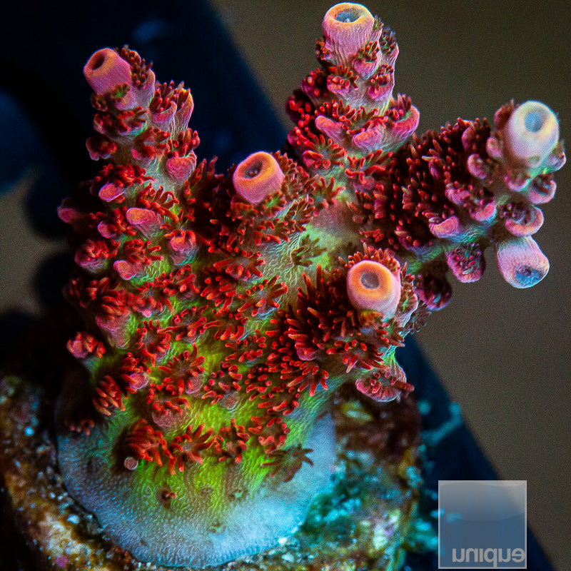 Unique Corals Fruity Pebbles-WYSIWYG