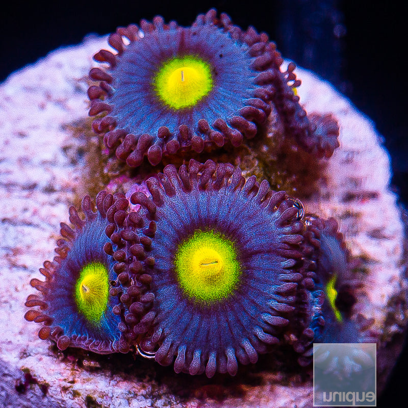 WWC AOI Zoanthid- Stock Frag 3 Polyp