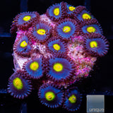 WWC AOI Zoanthid- Stock Frag 3 Polyp