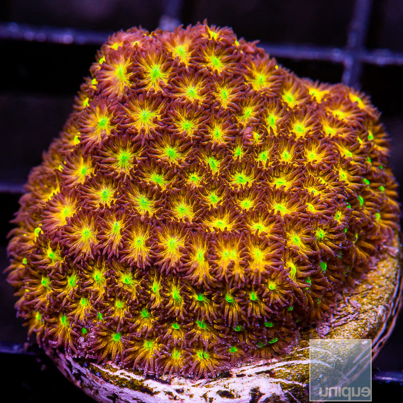 Orange and Yellow Leptastrea-WYSIWYG