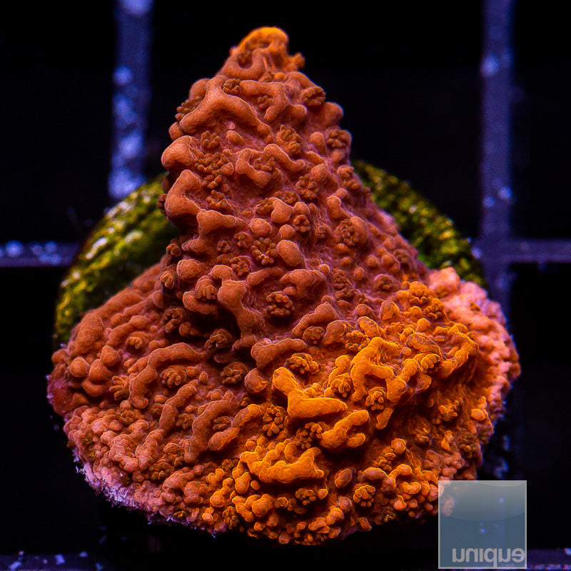 WWC Grafted Firewalker Montipora-WYSIWYG
