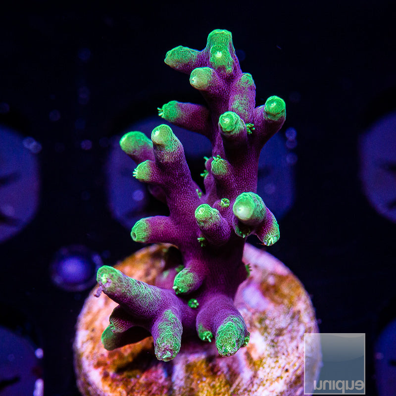 WWC Little Red Ferrari-WYSIWYG