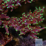 WWC Little Red Ferrari Acropora