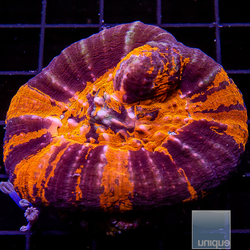 Warpaint Scolymia-WYSIWYG