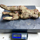 Australian Coral Sea Premium Branch Rock- WYSIWYG (Free 2 day shipping!)