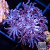 Silver Xenia- Stock Frag