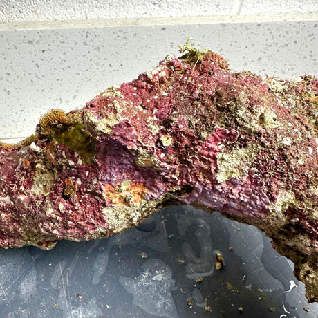 Australian Coral Sea Premium Branch Rock- WYSIWYG
