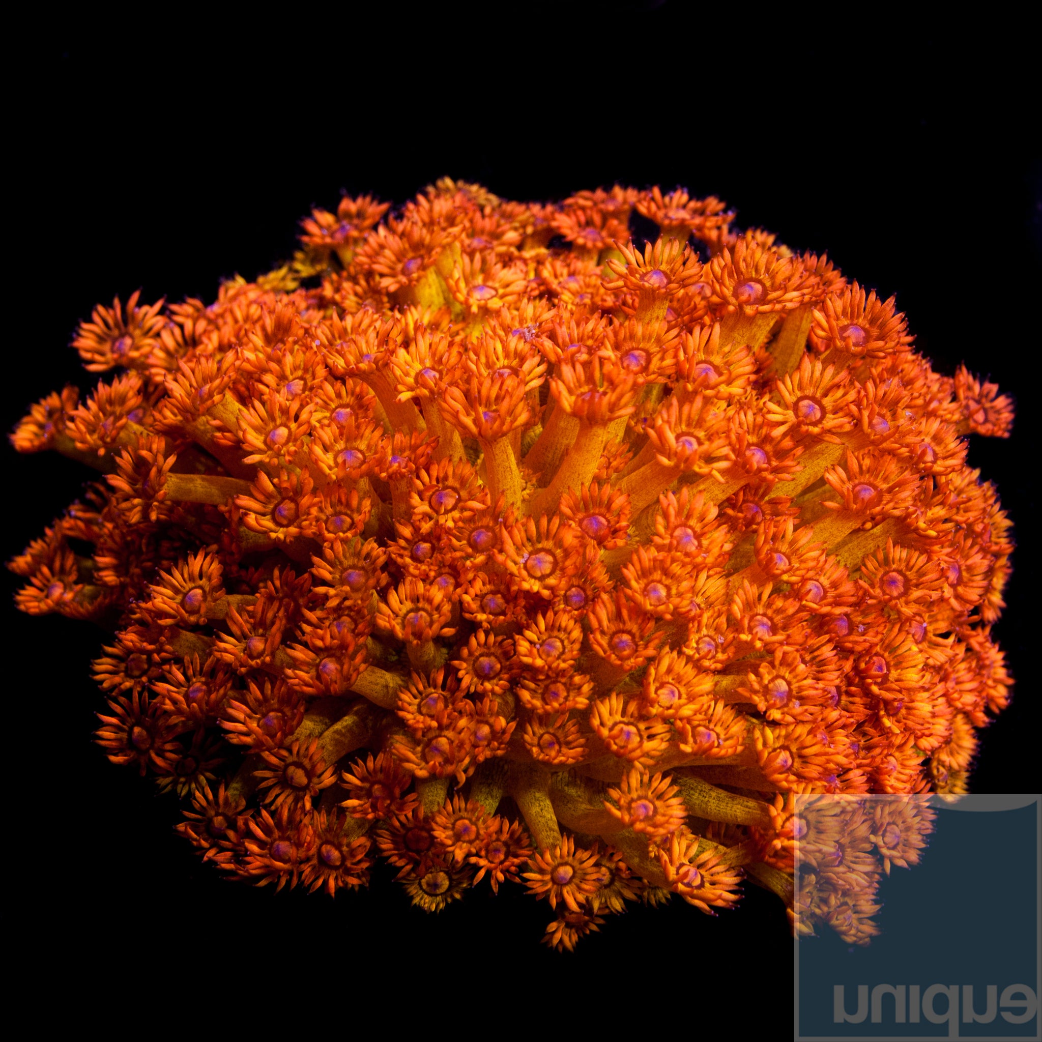 若者に人気のブランド Coral – Tagged  ヘアアクセサリー