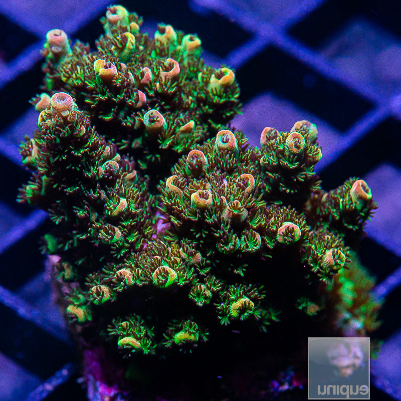 Carolina Reaper Acropora-WYSIWYG