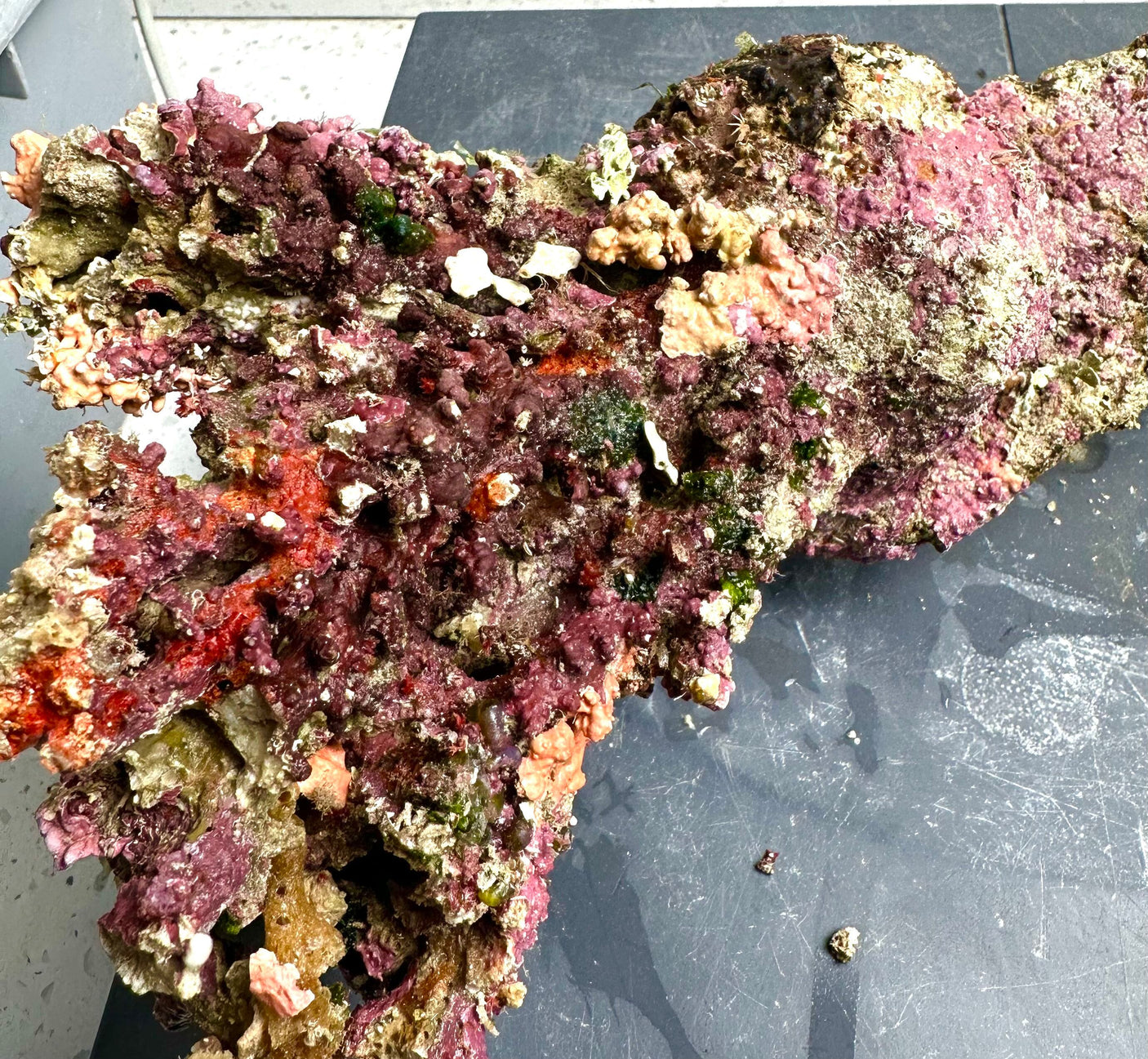 Australian Coral Sea Premium Branch Rock.  (Free 2 day shipping!)