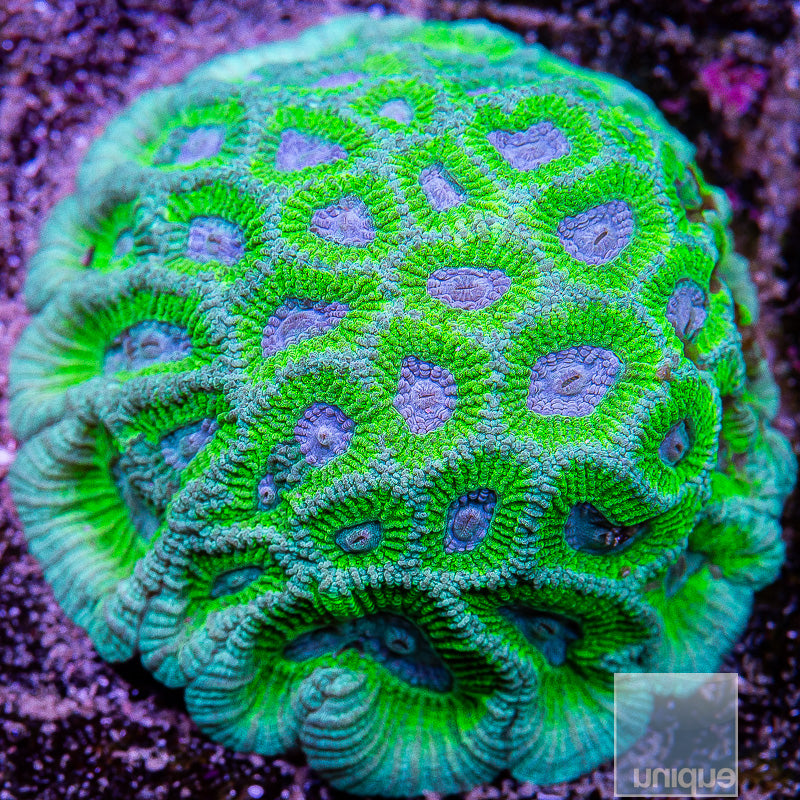 Unique Corals Emerald Eyes Favia