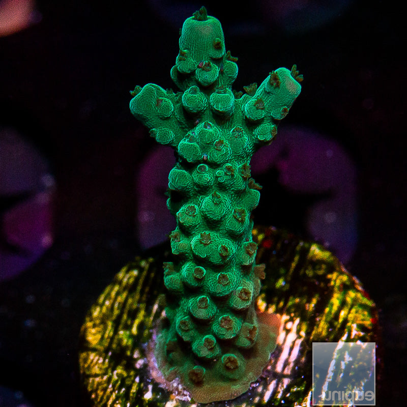 Dark Green Stag-WYSIWYG