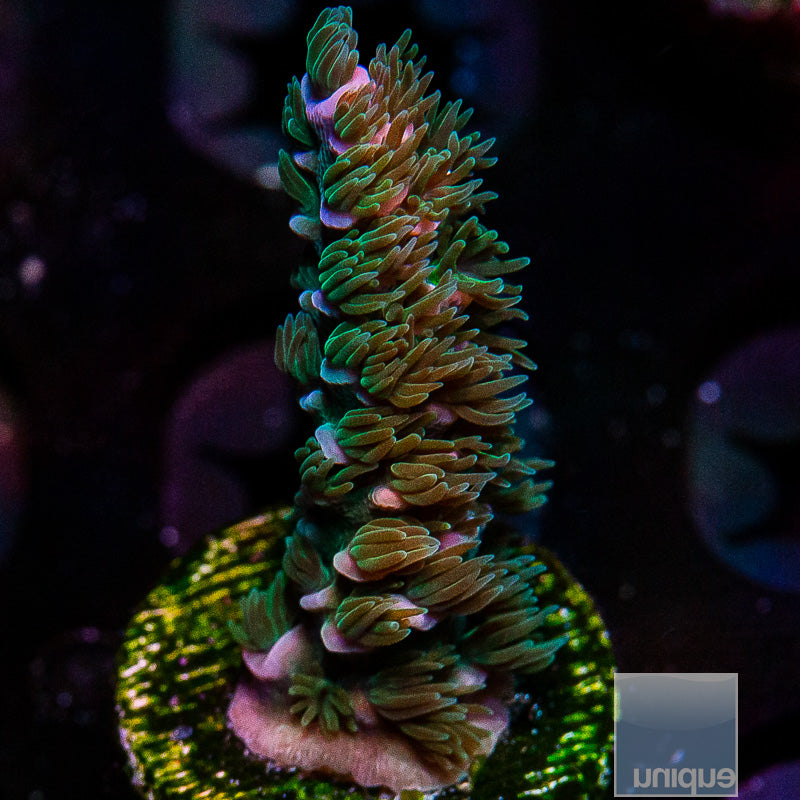 Fuzzy Blue Tenuis-WYSIWYG