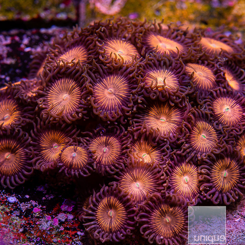 God of War Zoanthid-Stock Frag