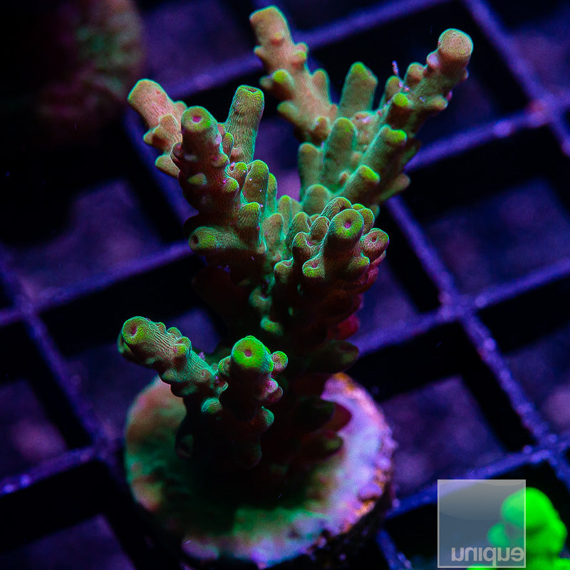 Granulosa Acropora-WYSIWYG